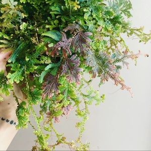 RARE!! Selaginella Uncinata Rainbow Moss Plant 🌱